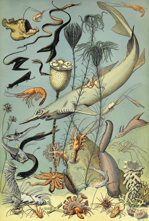 Oceanographie illustration from Le Larousse pour tous: nouveau dictionnaire encyclopédique - 1909 - 