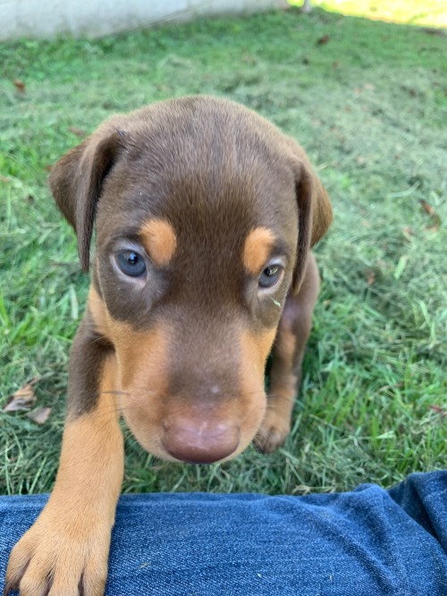 Im Making A Post About My Seven Puppies Named After Monsta X Bc Everyone Needs To Meet Them And You Cant