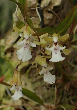 orchid-a-day:  Gomesa eleutherosepala Syn.: