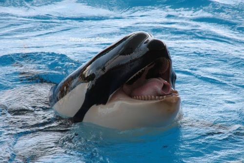 Gender: FemalePod: N/APlace of Capture: Born at SeaWorld of CaliforniaDate of Capture: Born on May 3