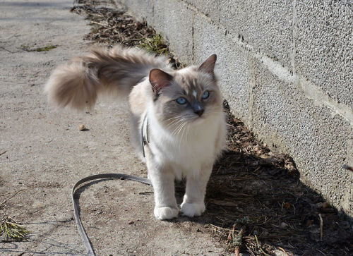 young-kitten:  isriana:  New photos of my pretty boy ♥ Nemo, ragdoll, 10 months  Ragdolls are soooooo cute! 