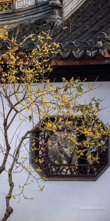 腊梅花 lamei/wintersweet (Chimonanthus praecox) by 影像视觉杨