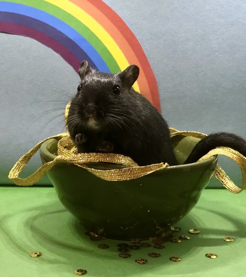 There’s a gerbil at the end of a rainbow. Happy Saint Patrick’s Day!  ☘️