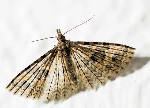 astronomy-to-zoology: Twenty-plume Moth (Alucita hexadactyla) …a species of many-plumed moth 
