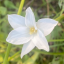 blairpjevalica