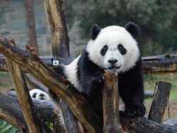 giantpandaphotos:  Bao Bao at the National Zoo in Washington D.C. on January 24, 2015.© Dan Dan The Binary Man.