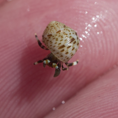 hermitcrabhelp:textless:More tiny hermit crabs, Kauai, March 2015.They’re precious!!