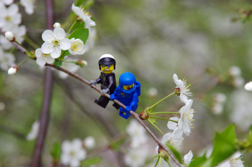 smallbricks: benny&amp;gcbc hangin’ out in cherry/pear blossoms