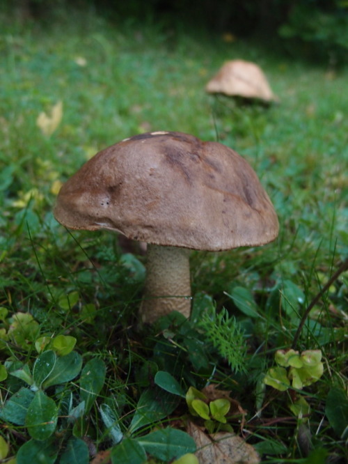 Mushrooms on a lawn