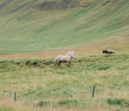 maccalarco: August // 2017 Wild Horses, Iceland adult photos