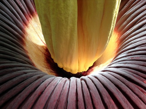 kqedscience: Berkeley ‘Corpse Flower’ Blooming in All Its Disgusting Glory“After d