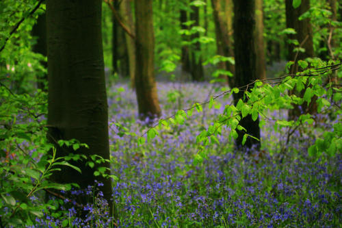 wanderthewood:Clumber Park, Nottinghamshire, England by Andy Watson1