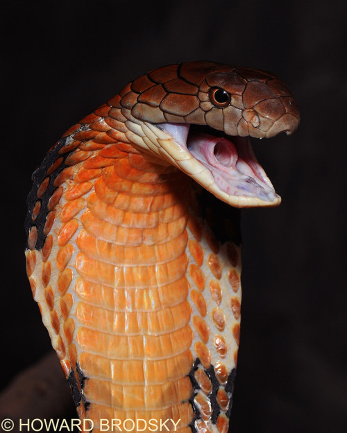 animalkingd0m:King Cobra by Howard Brodsky