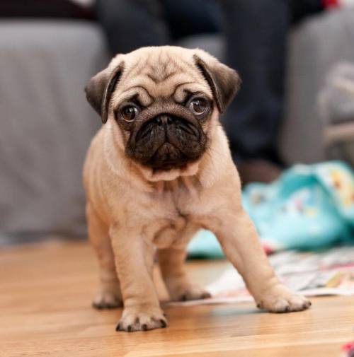 dogsandpupsdaily: - Pug. Want more? Follow:dogsandpupsdaily.tumblr.com/