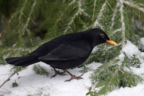 michaelnordeman:Blackbird/koltrast.