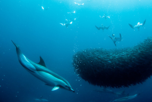 Gannets underwater searching for fish