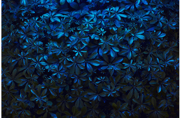 opticallyaroused:  Flora 