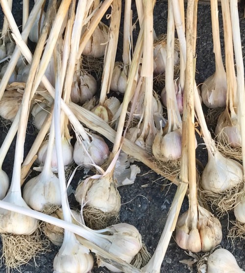 Dried Garlics, Fairfax City Farmers Market, 2017.