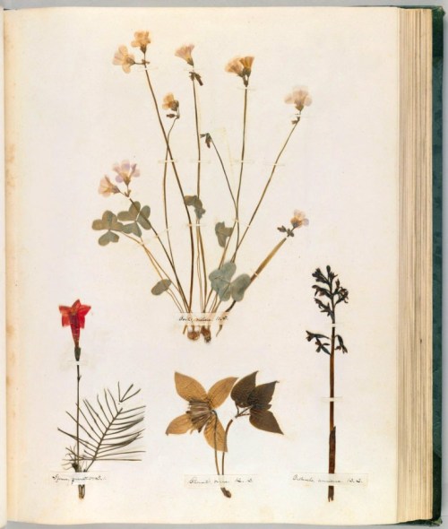 mollysoda:Pages from Emily Dickinson’s herbarium