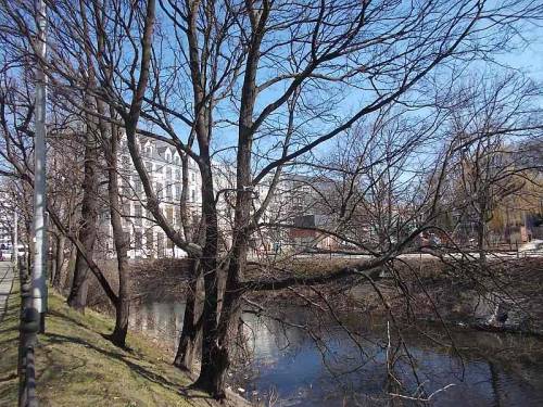 Trees and pond in Wroclaw, Poland (along Podwale St.).