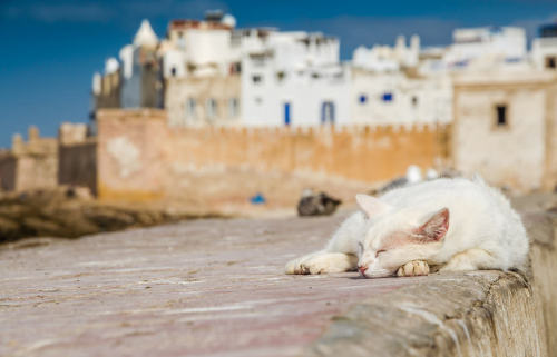 travelingcolors:Essaouira | Morocco (by Federica Gentile)