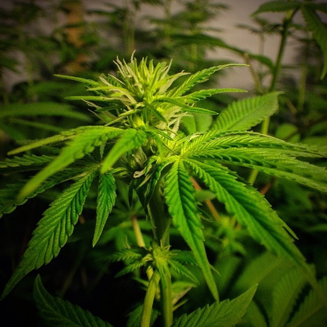 thekushcorner:  close up of a small bud 