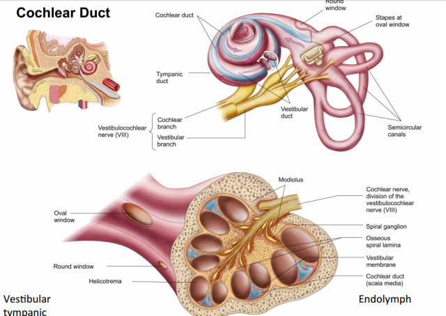 Hearing Organs Which Vibrate In Response To Sound #ear anatomy on Tumblr