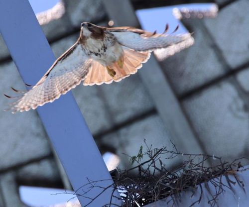 Red-tailed hawks #retailedhawk #buteojamaicensis #beautiful #birb #bigbirbs #birdnyc #wildlife #cano