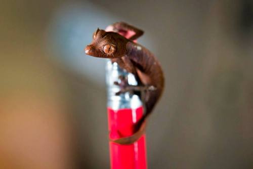 zooborns:Fantastic Leaf-tailed Gecko Perches on a PencilThis tiny Fantastic Leaf-tailed Gecko hatche