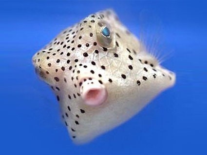 The Yellow Boxfish (Ostracion Cubicum) Is A Species Of Boxfish Found In Reefs Throughout The Pacific