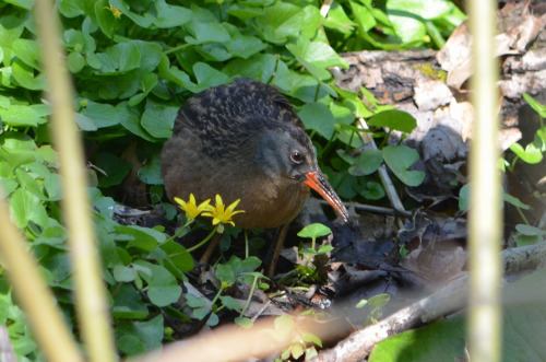 Virginia rail at the Loch (April 2020)