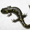 salamanderslizard avatar