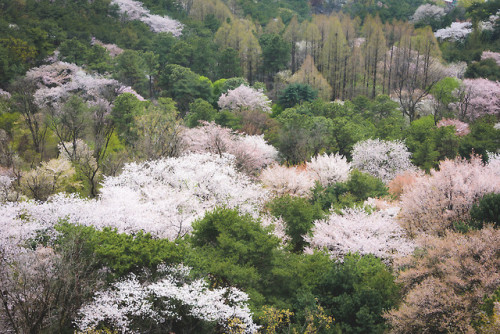 rjkoehler:Cherry blossoms on Namsan Mountain.