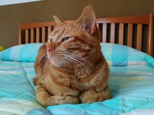 duderedcat: I’m a professional catloafer.