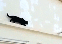 becausebirds:  Cat gets outsmarted by pigeon.   [video]