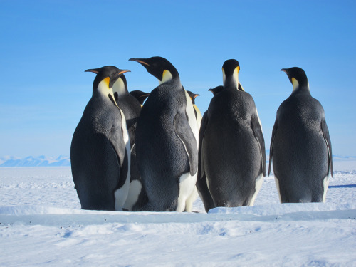 Emperor Penguins (by sandwichgirl)