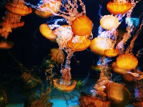 adventuresoftaylor:  my adventure in Jellyfish Fields