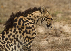 twofacedsheep:  A King Cheetah, which is