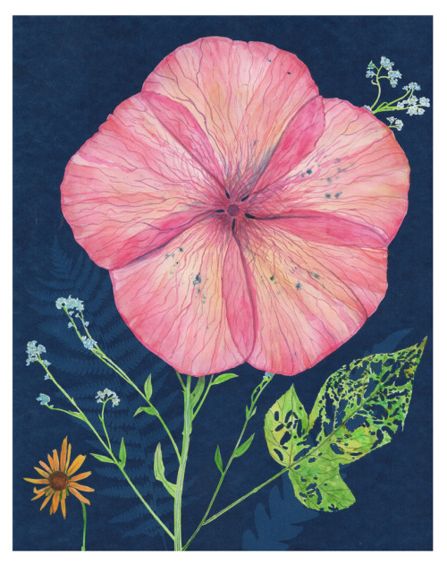 polkadotmotmot:Julia Whitney Barnes - Cyanotype Painting (Pink Hibiscus, Forget Me Not, etc.), 2020