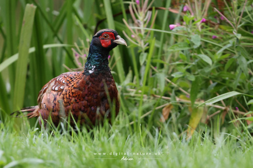 I Have Always Loved The Vibrant Colours Of The Cock Pheasant.