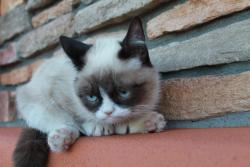 tardthegrumpycat:  The Daily Grump | December