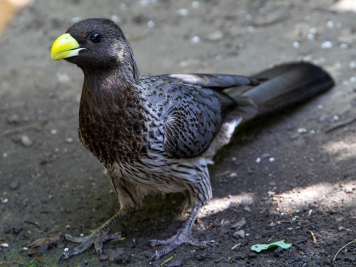 Western Plantain-eater (Crinifer Piscator), Family Musophagidae, Order Musophagiformes, Gambia