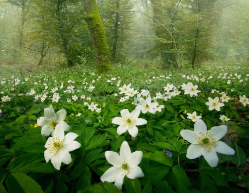 sweetd3lights:By Adrian Borda