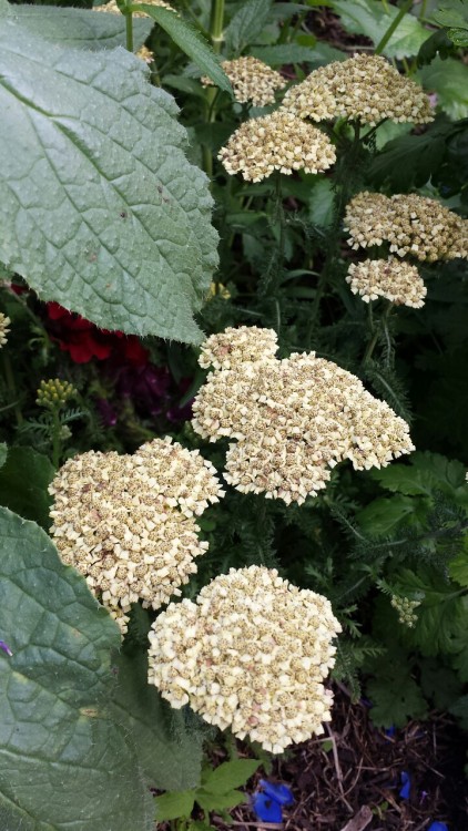 In order of appearance we have our urban yard bunny, nicotania, celosia, borage, yarrow, dephiniun, 