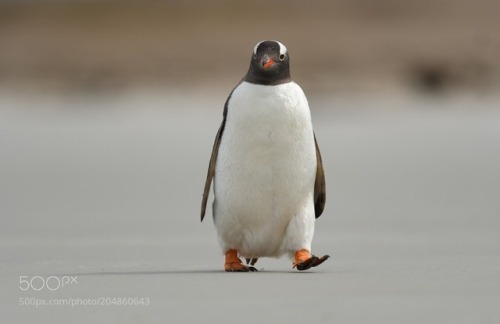 animal-photographies:Just a penguin