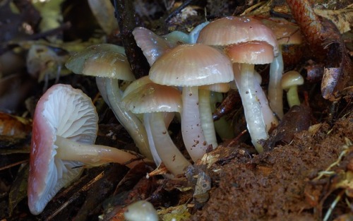 Hygrocybe Graminicolor