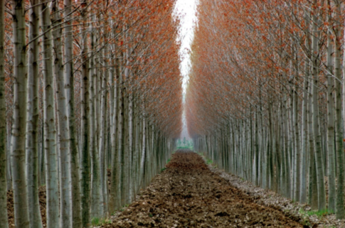 Ernst Haas, Po Valley, Italy, 1970