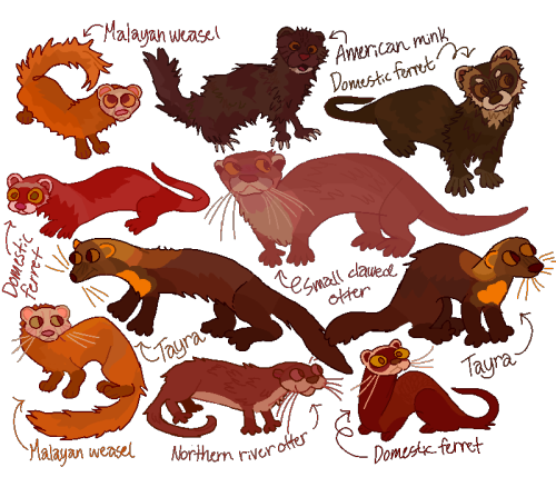 Close Ups Of Some Of The Weasels From My Last Post, Ft Transparent Background & Identifications!
