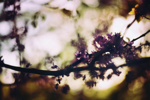staystrong-andjustkeepswimming:  🎶 