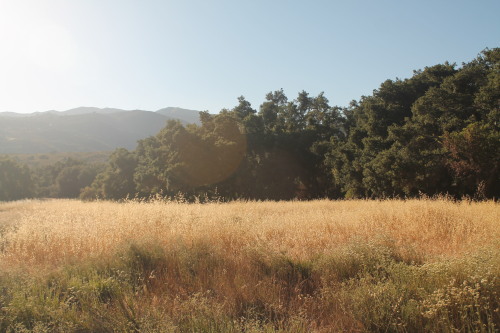 Landscape scenes from a pristine Southern California Oak Savanna habitat, hiked to off the Ortega Hi